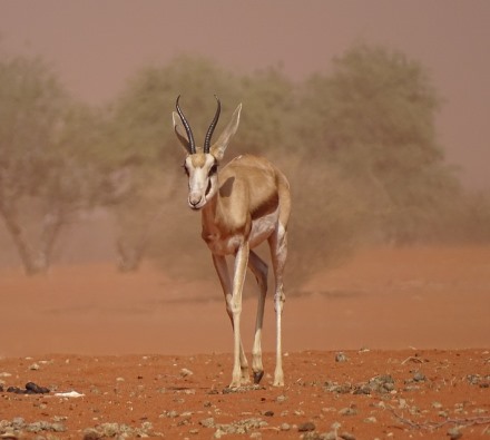 סופת חול במדבר. צילום: pixabay